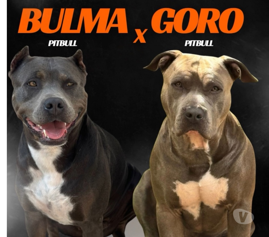 Animais Estimação à Venda Jundiai SP - Fotos para Filhotes Pitbull - APBT