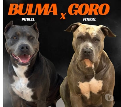 Animais estimação à venda - Fotos para Filhotes Pitbull - APBT
