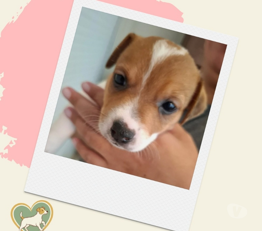 Animais Estimação à Venda Sao Paulo SP Outros Bairros Sao Paulo SP - images_alt_text Filhotes Jack Russel - ABC Paulista