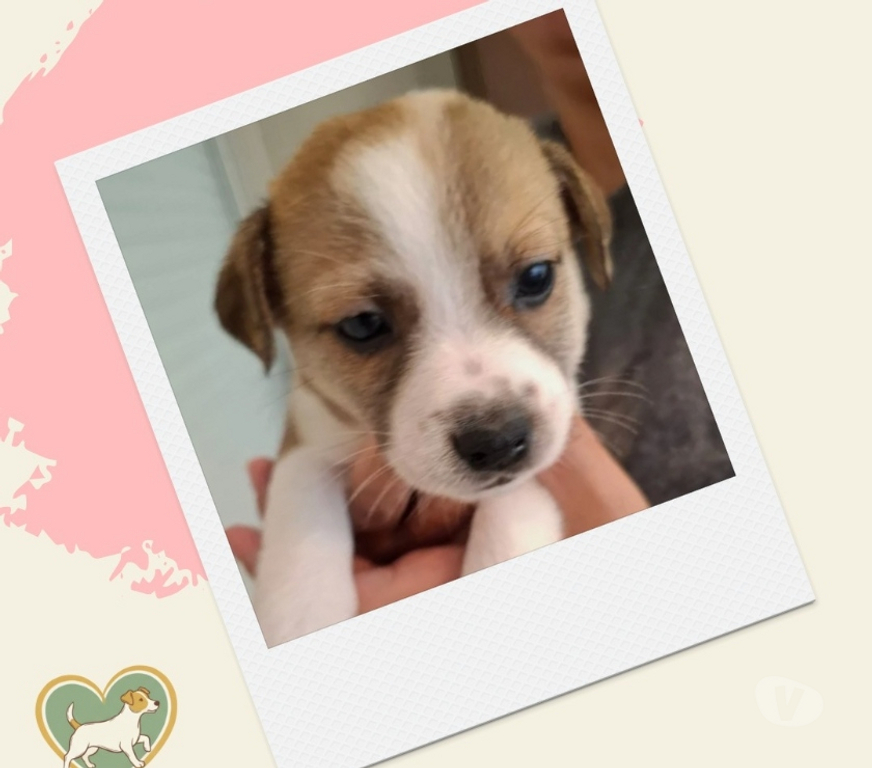 Animais Estimação à Venda Sao Paulo SP Outros Bairros Sao Paulo SP - images_alt_text Filhotes Jack Russel - ABC Paulista