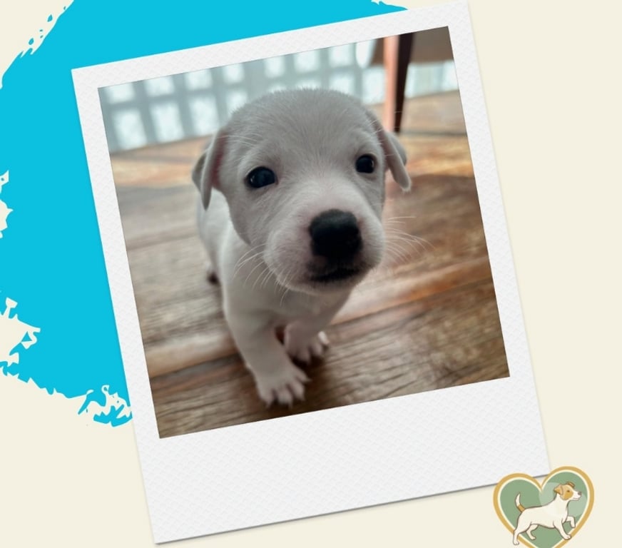 Animais Estimação à Venda Sao Paulo SP Outros Bairros Sao Paulo SP - images_alt_text Filhotes Jack Russel - ABC Paulista