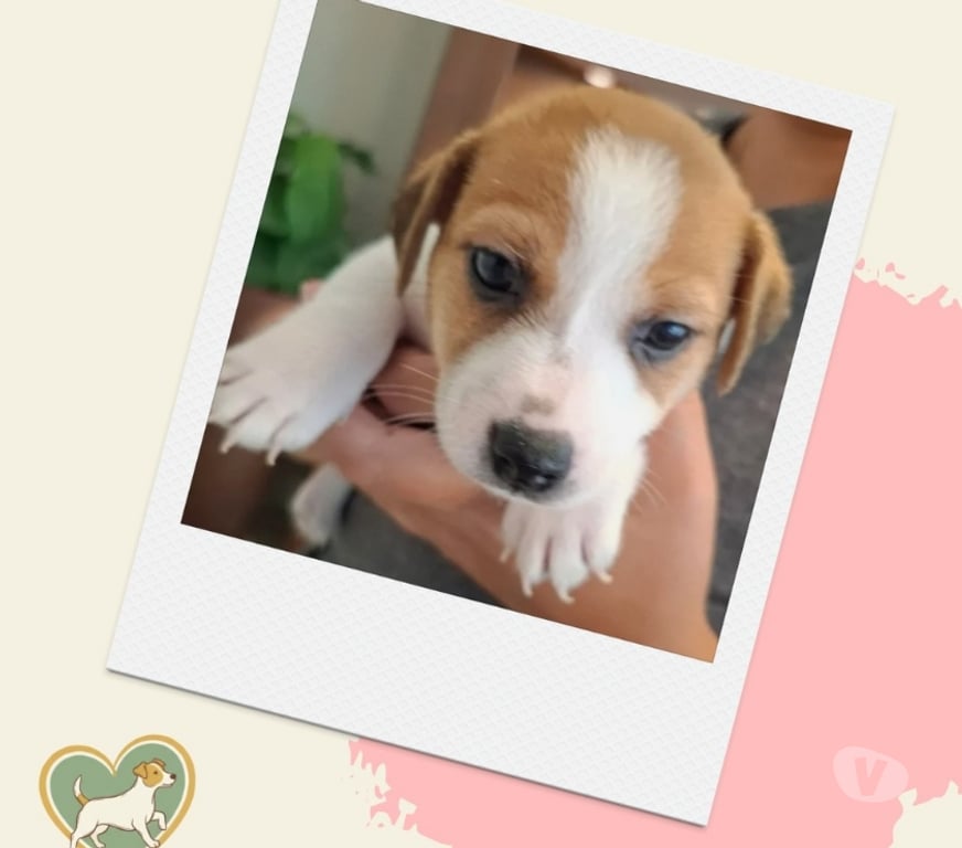 Animais Estimação à Venda Sao Paulo SP Outros Bairros Sao Paulo SP - images_alt_text Filhotes Jack Russel - ABC Paulista