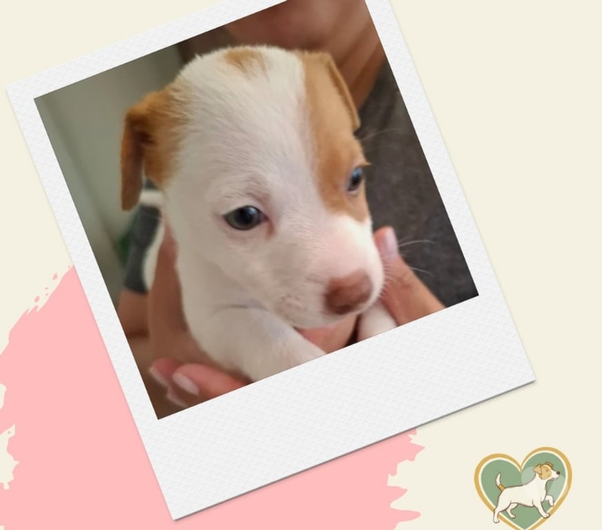 Animais Estimação à Venda Sao Paulo SP Outros Bairros Sao Paulo SP - images_alt_text Filhotes Jack Russel - ABC Paulista