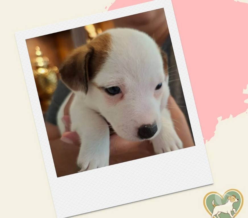 Animais Estimação à Venda Sao Paulo SP Outros Bairros Sao Paulo SP - images_alt_text Filhotes Jack Russel - ABC Paulista