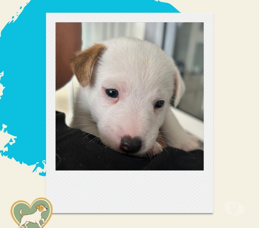 Animais Estimação à Venda Sao Paulo SP Outros Bairros Sao Paulo SP - images_alt_text Filhotes Jack Russel - ABC Paulista