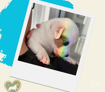 Animais Estimação à Venda Outros Bairros Sao Paulo SP Sao Paulo SP - Fotos para Filhotes Jack Russel - ABC Paulista