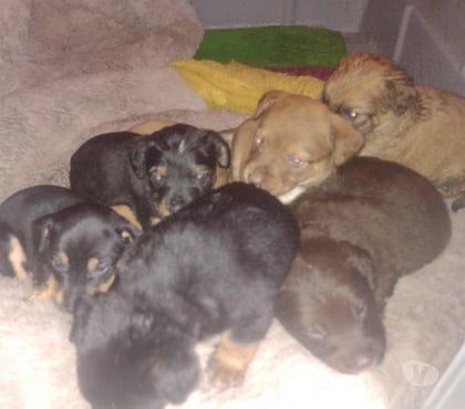 Adoção Animais de Estimação Saúde Sao Paulo SP - Fotos para Doação de cachorros 2 fêmeas 4machos porte pequeno