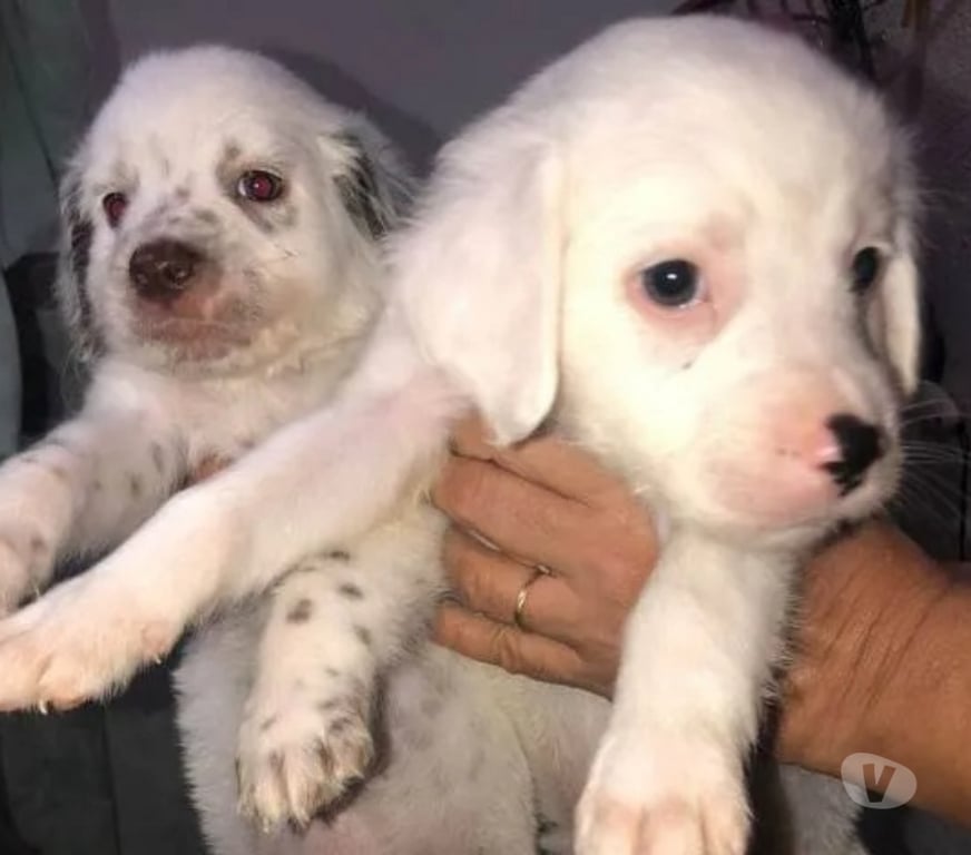 Animais Estimação à Venda Cacapava do Sul RS - Fotos para Filhotes de dalmatas