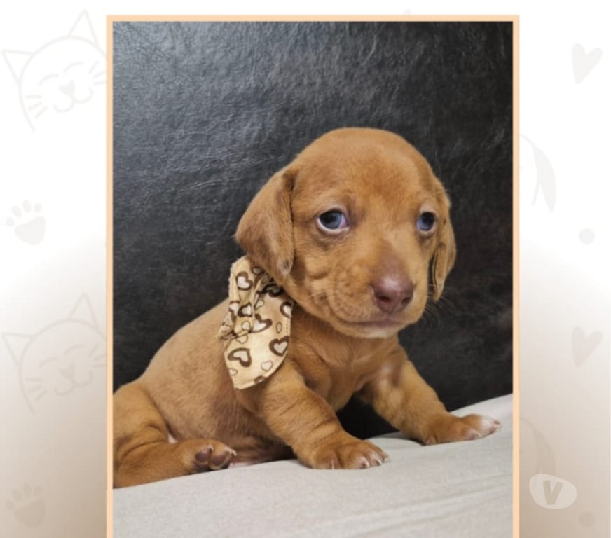 Animais Estimação à Venda Votuporanga SP - Fotos para Basset Arlequim