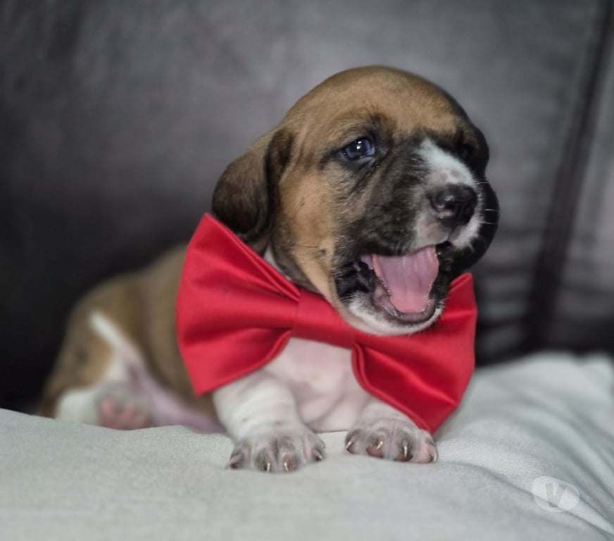 Animais Estimação à Venda Votuporanga SP - Fotos para Basset Arlequim