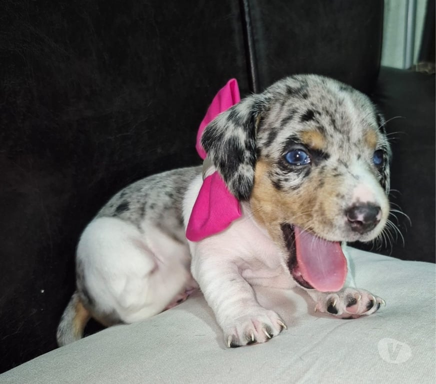 Animais Estimação à Venda Votuporanga SP - Fotos para Basset Arlequim