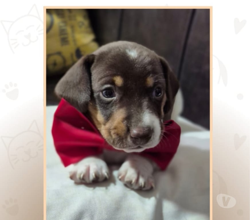 Animais Estimação à Venda Votuporanga SP - Fotos para Basset Arlequim