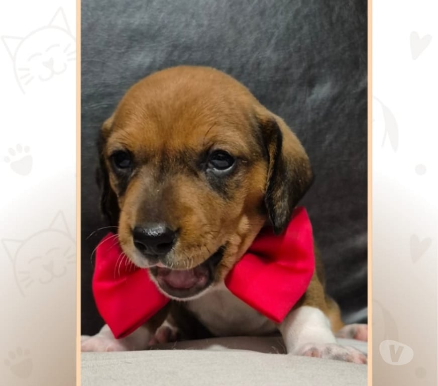 Animais Estimação à Venda Votuporanga SP - Fotos para Basset Arlequim