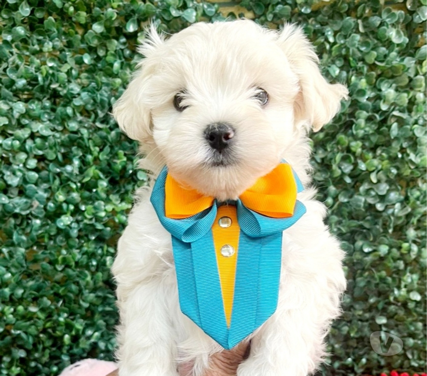 Animais Estimação à Venda Campinas SP - Fotos para Filhote de Maltês