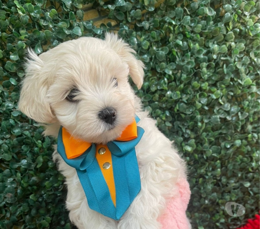 Animais Estimação à Venda Campinas SP - Fotos para Filhote de Maltês