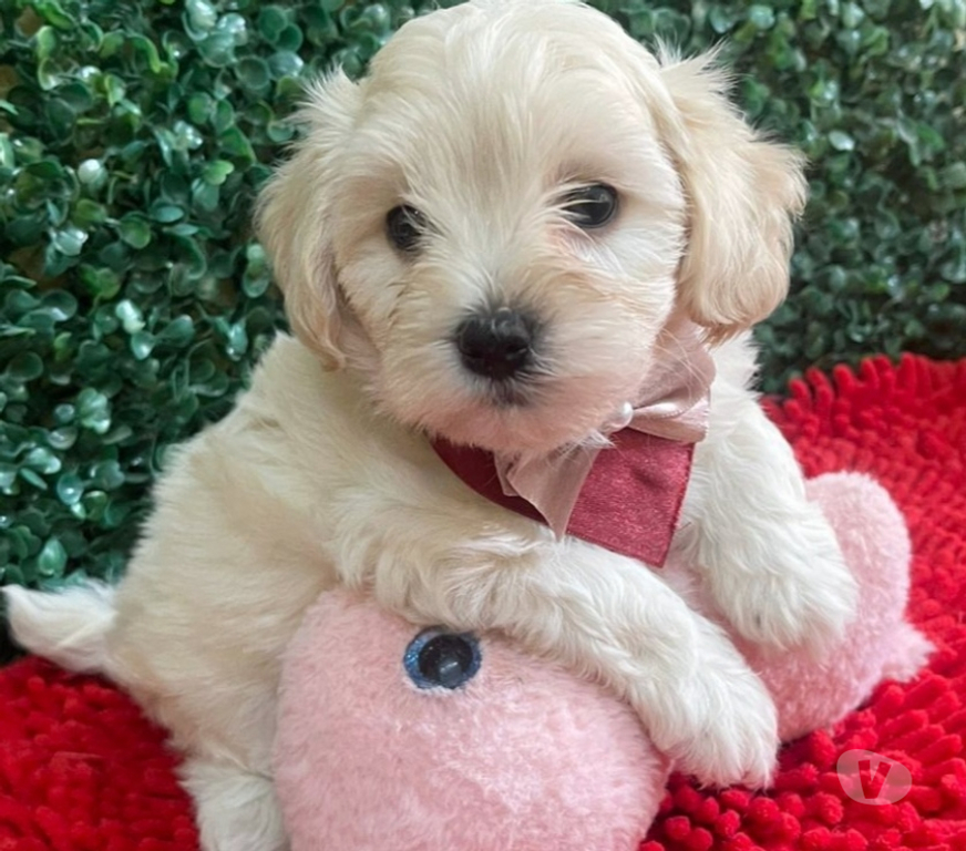 Animais Estimação à Venda Campinas SP - Fotos para Filhote de Maltês