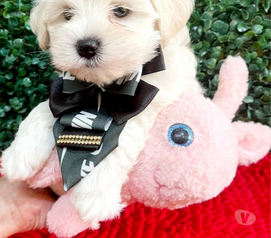 Animais Estimação à Venda Campinas SP - Fotos para Filhote de Maltês