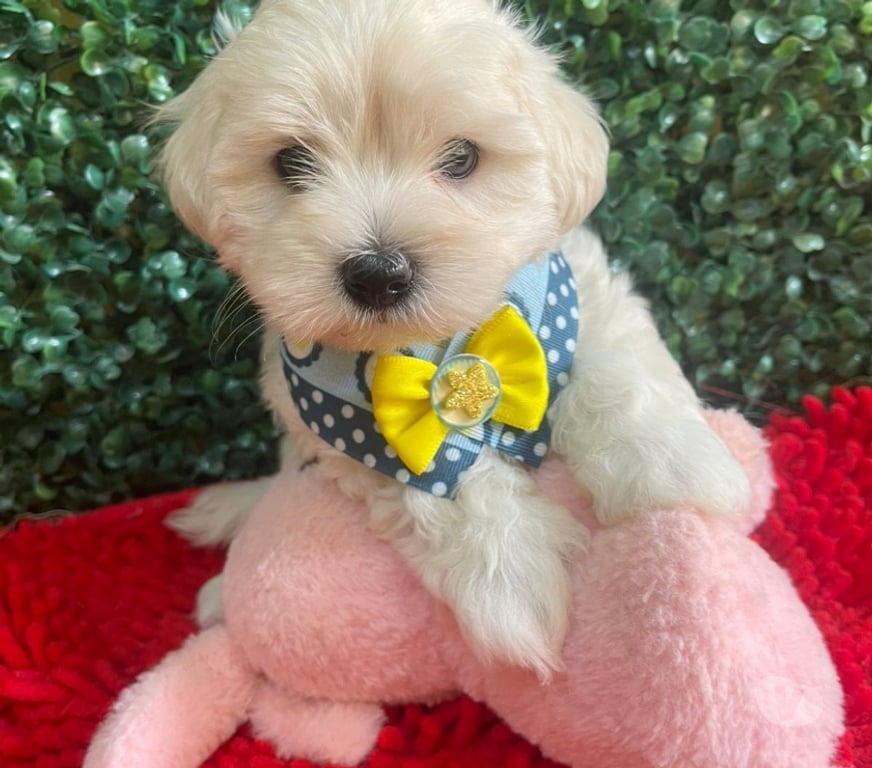 Animais Estimação à Venda Campinas SP - Fotos para Filhote de Maltês