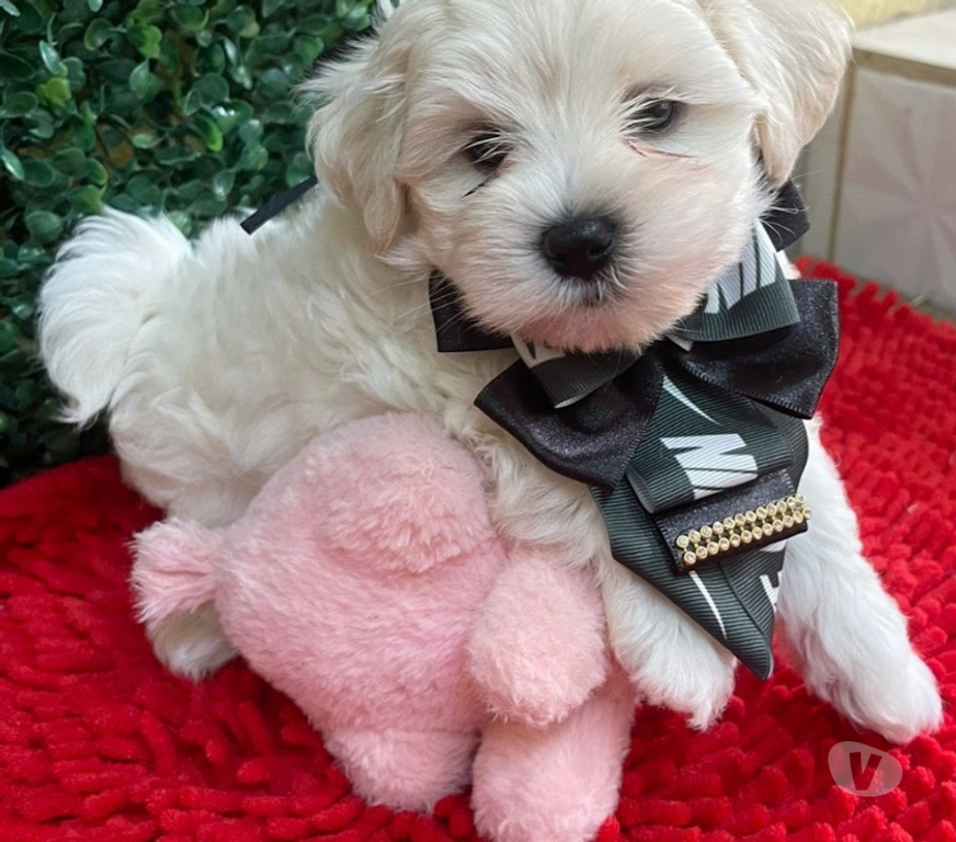 Animais Estimação à Venda Campinas SP - Fotos para Filhote de Maltês