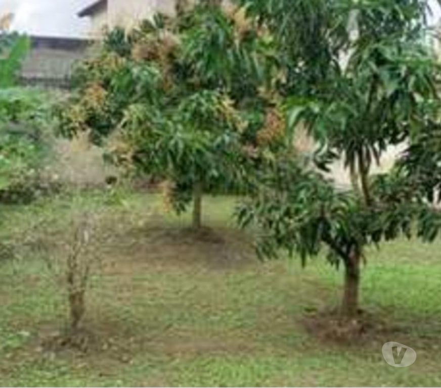 Apartamentos a venda Rio de Janeiro RJ Recreio - Fotos para Alugo ou vendo casa no centro da Pedra de guaratiba