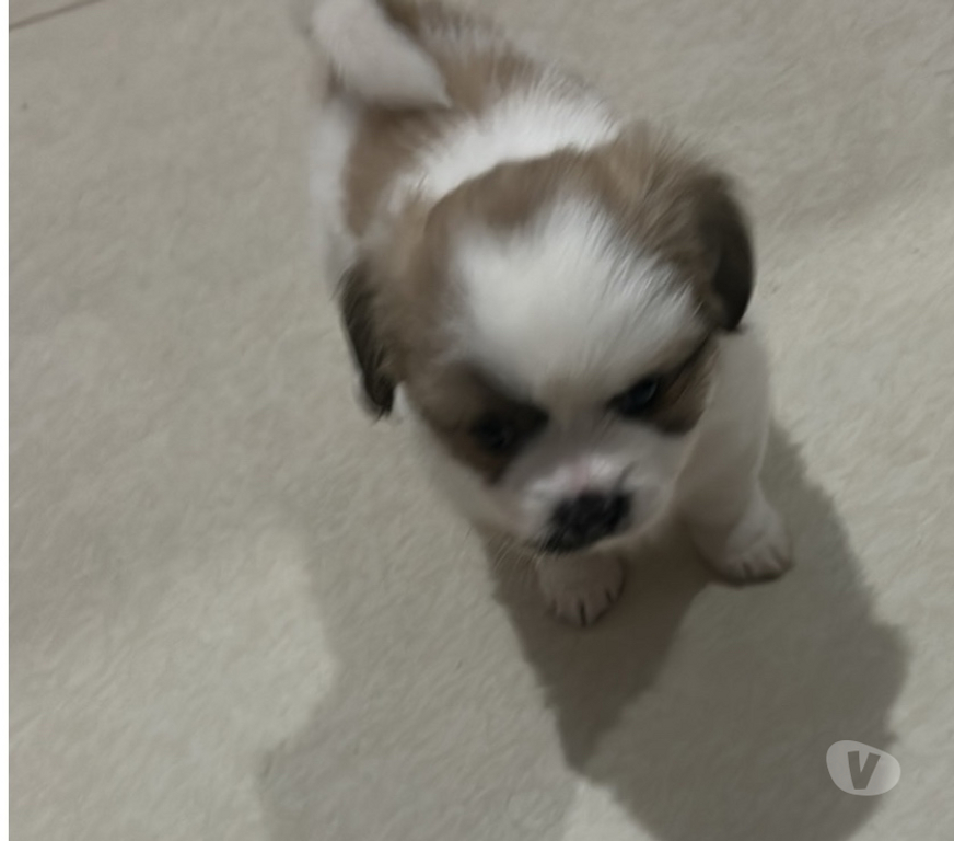 Animais Estimação à Venda Franco da Rocha SP - Fotos para Venda de cachorro