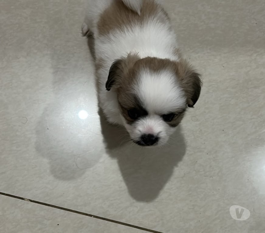 Animais Estimação à Venda Franco da Rocha SP - Fotos para Venda de cachorro