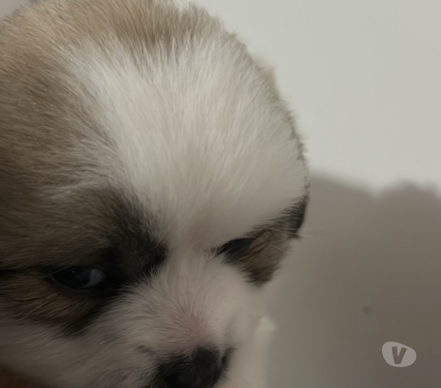 Animais Estimação à Venda Franco da Rocha SP - Fotos para Venda de cachorro