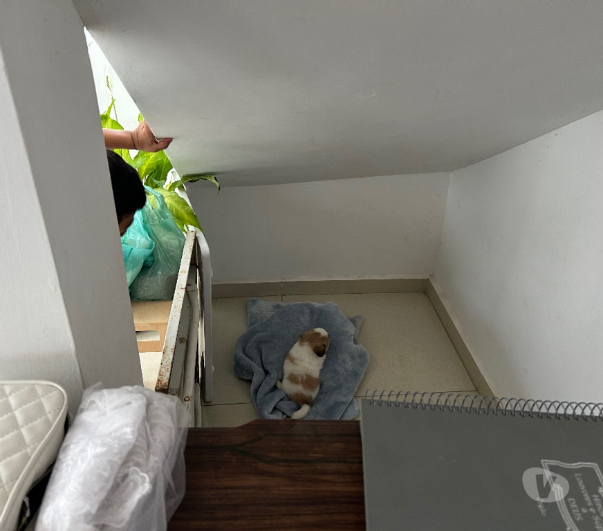 Animais Estimação à Venda Franco da Rocha SP - Fotos para Venda de cachorro