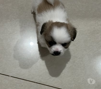 Animais Estimação à Venda - Fotos para Venda de cachorro