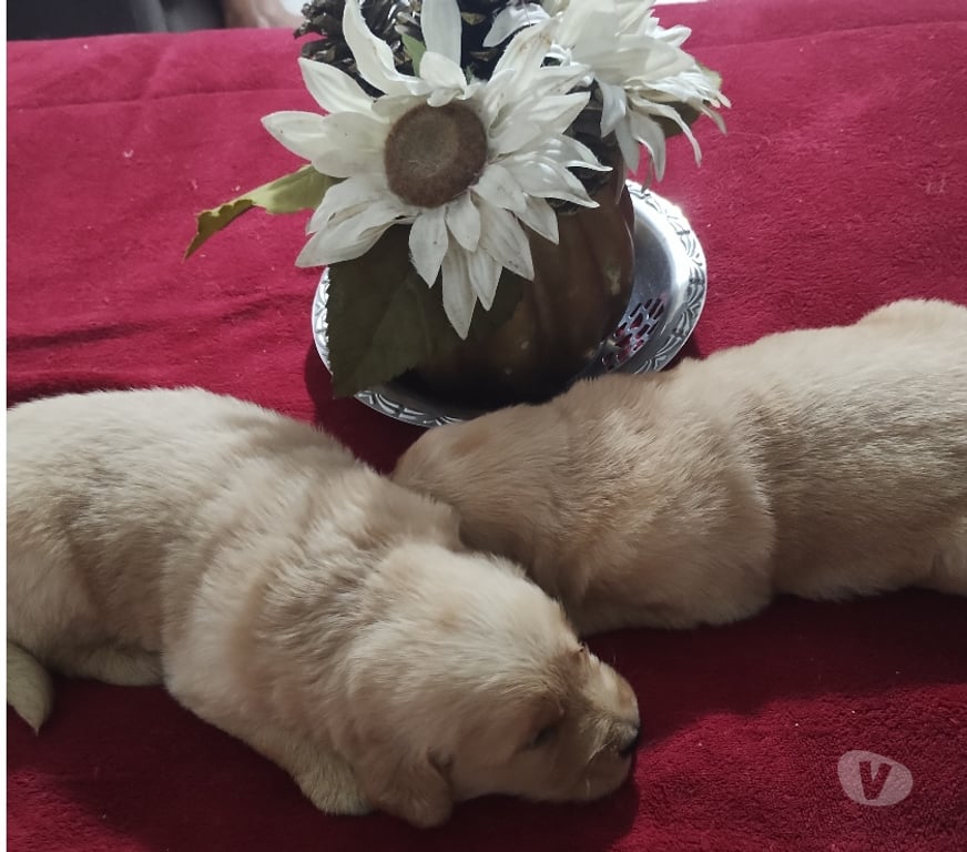 Animais Estimação à Venda Rio de Janeiro RJ Ilha do Governador - Fotos para Golden retriveir lindos filhotes