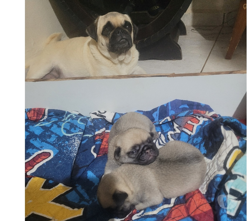 Animais Estimação à Venda Catanduva SP - images_alt_text Pug filhote macho e femea