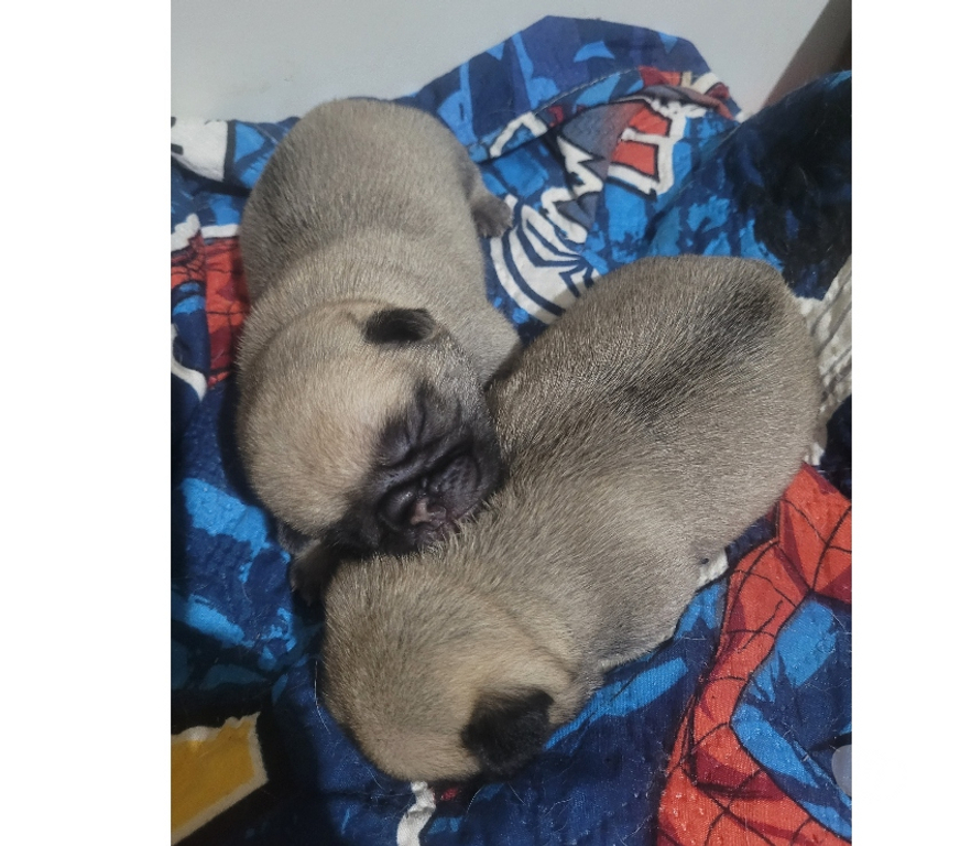 Animais Estimação à Venda Catanduva SP - images_alt_text Pug filhote macho e femea