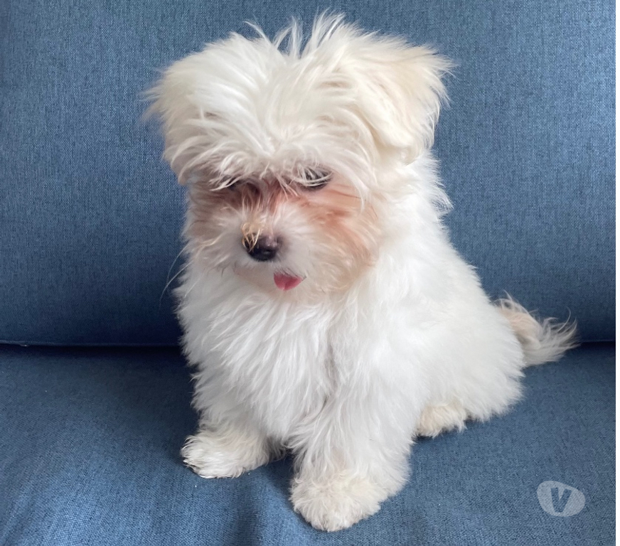 Animais Estimação à Venda Rio de Janeiro RJ Gávea - Fotos para Filhote de Maltes fêmea