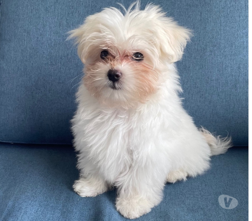 Animais Estimação à Venda Rio de Janeiro RJ Gávea - Fotos para Filhote de Maltes fêmea