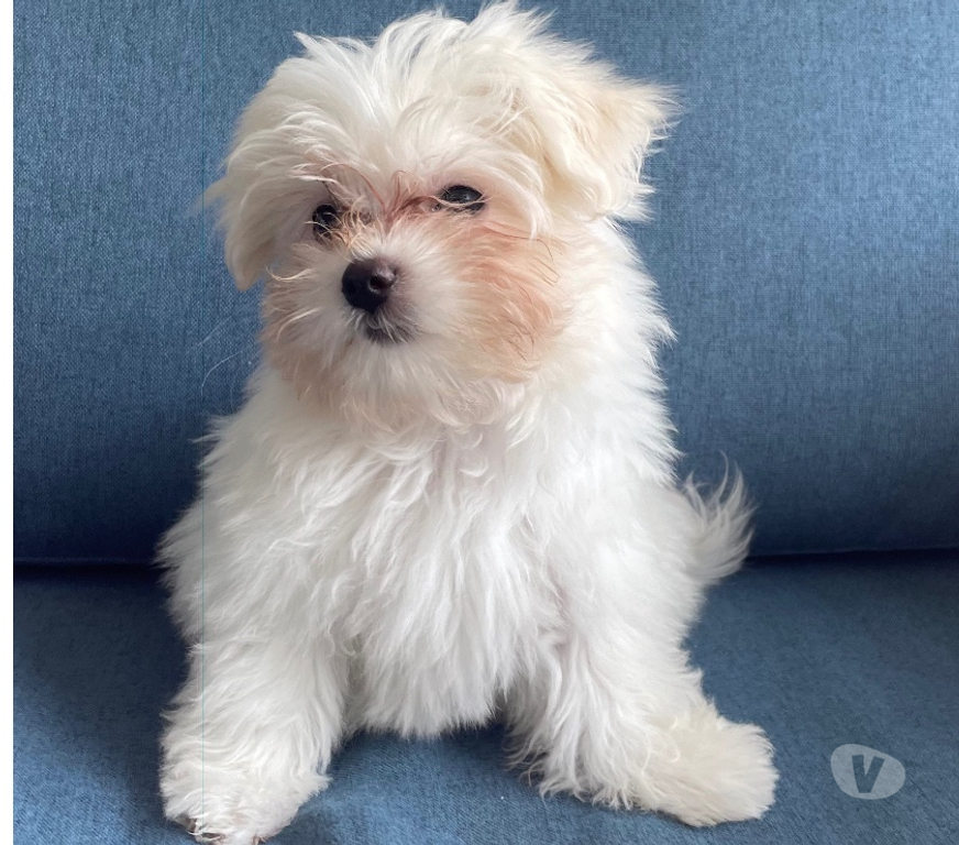 Animais Estimação à Venda Rio de Janeiro RJ Gávea - Fotos para Filhote de Maltes fêmea