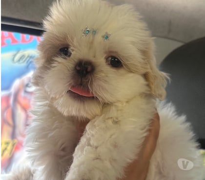 Animais Estimação à Venda - Fotos para filhote de Shihtzu macho branco