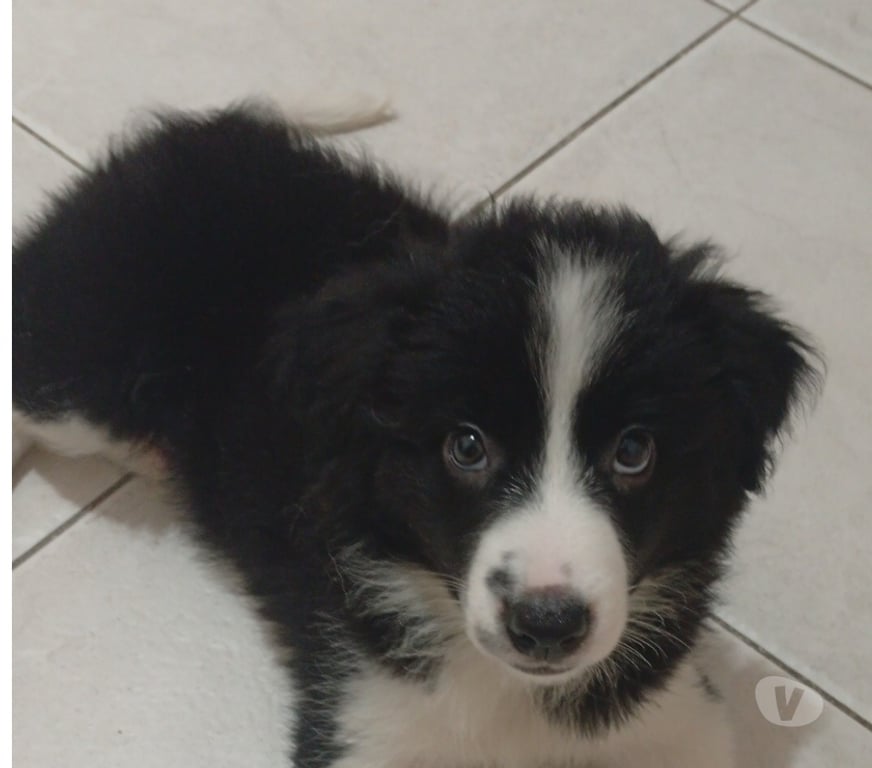 Animais Estimação à Venda Rio de Janeiro RJ Engenho Novo - Fotos para BORDER COLLIE, MACHO, PRONTA ENTREGA
