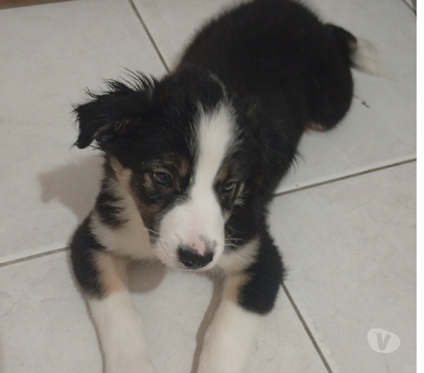 Animais Estimação à Venda Rio de Janeiro RJ Engenho Novo - Fotos para BORDER COLLIE, MACHO, PRONTA ENTREGA