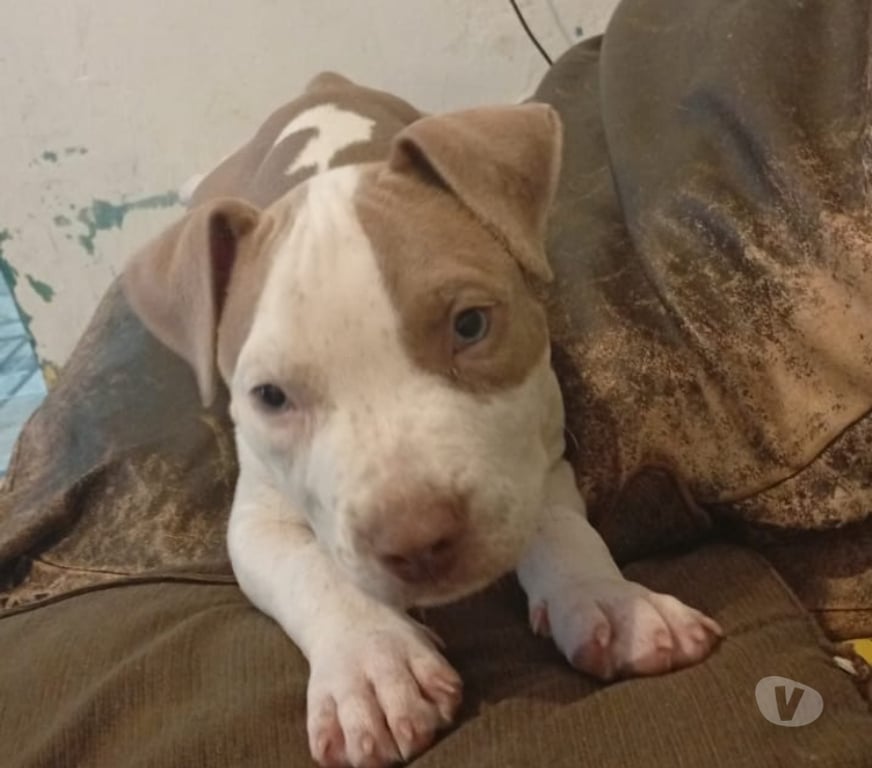 Animais Estimação à Venda Rio de Janeiro RJ Tijuca - Fotos para Filhote american bully