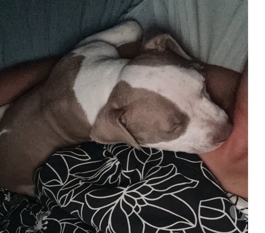 Animais Estimação à Venda Rio de Janeiro RJ Tijuca - Fotos para Filhote american bully