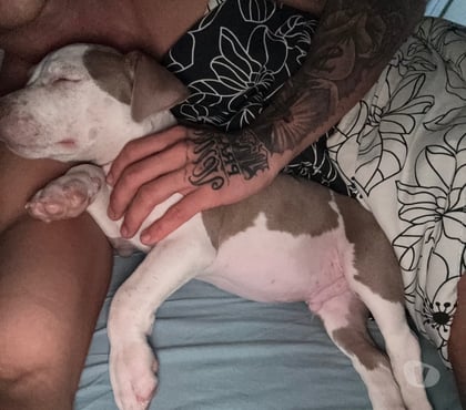 Animais Estimação à Venda Tijuca Rio de Janeiro RJ - Fotos para Filhote american bully