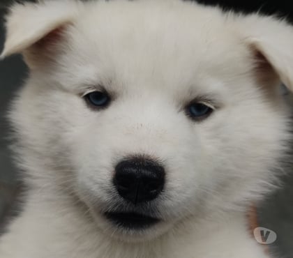 Animais Estimação à Venda Outros Bairros Sao Paulo SP Sao Paulo SP - Fotos para Vende-se Husky's Siberianos Puro