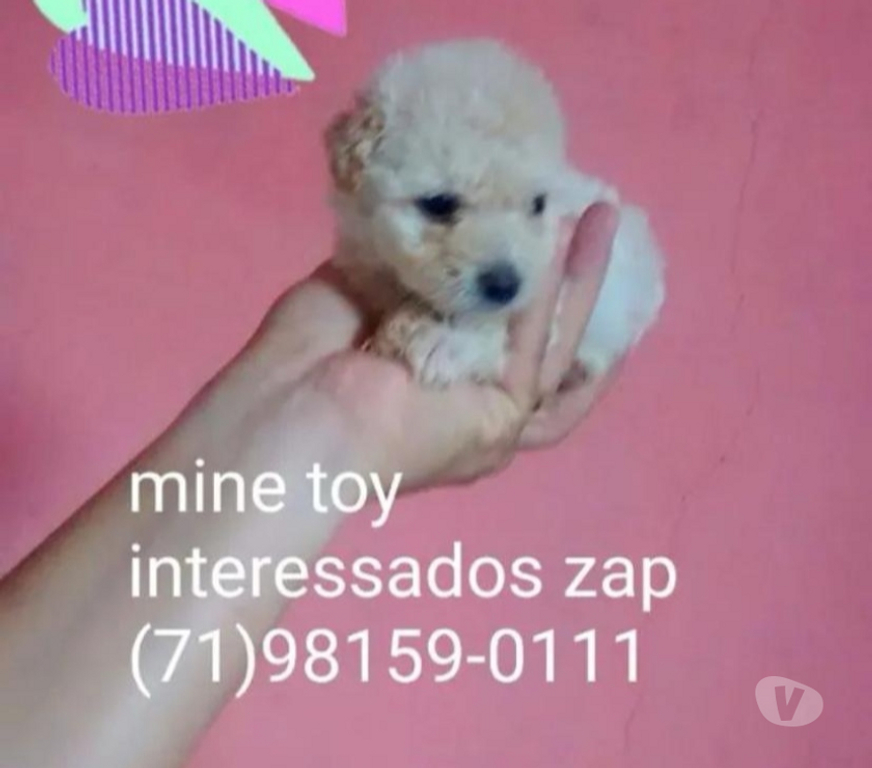 Animais Estimação à Venda Salvador BA Centro de Salvador - Fotos para Poodle mine toy macho aceito cartões
