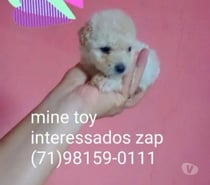 Poodle mine toy macho aceito cartões