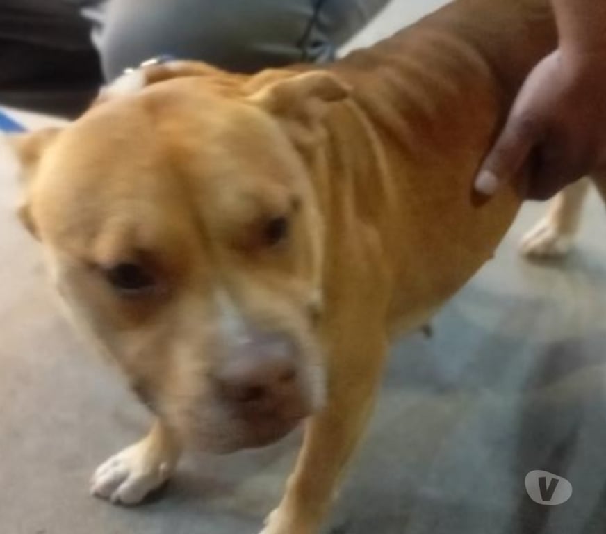 Animais Estimação à Venda Sao Paulo SP Mooca - Fotos para America Bully fêmea