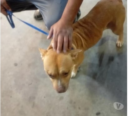 Animais estimação à venda Mooca Sao Paulo SP - Fotos para America Bully fêmea