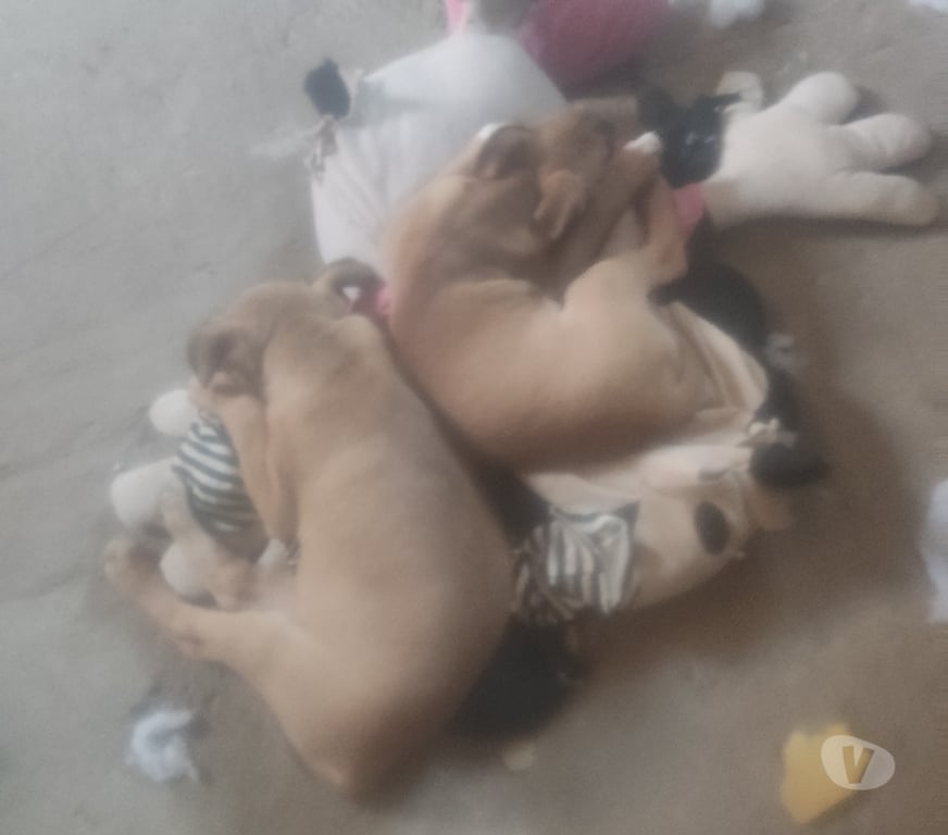 Adoção Animais de Estimação Porto Alegre RS Porto Alegre Leste - Fotos para Doação..fêmea e macho de 2 Ms de vd..