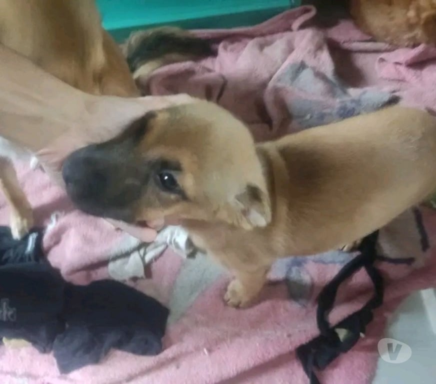 Adoção Animais de Estimação Porto Alegre RS Porto Alegre Leste - Fotos para Doação..fêmea e macho de 2 Ms de vd..