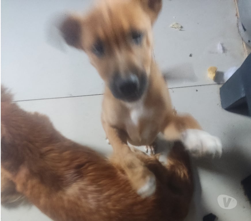 Adoção Animais de Estimação Porto Alegre RS Porto Alegre Leste - Fotos para Doação..fêmea e macho de 2 Ms de vd..