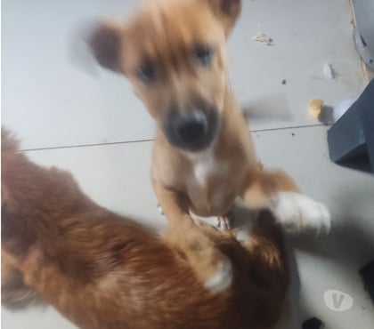 Adoção animais de estimação Porto Alegre Leste Porto Alegre RS - Fotos para Doação..fêmea e macho de 2 Ms de vd..